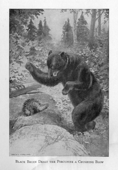 BLACK BRUIN DEALT THE PORCUPINE A CRUSHING BLOW