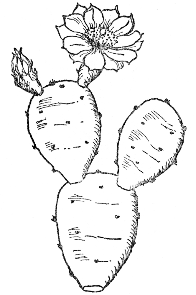 Cactus Drawing Outline Prickly Pear Gutenberg Simple Lg Drawings 160k Sketc...