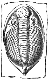 Trilobite (Asaphus candatus),
(from the Silurian).