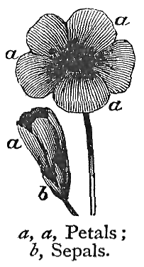Petals.