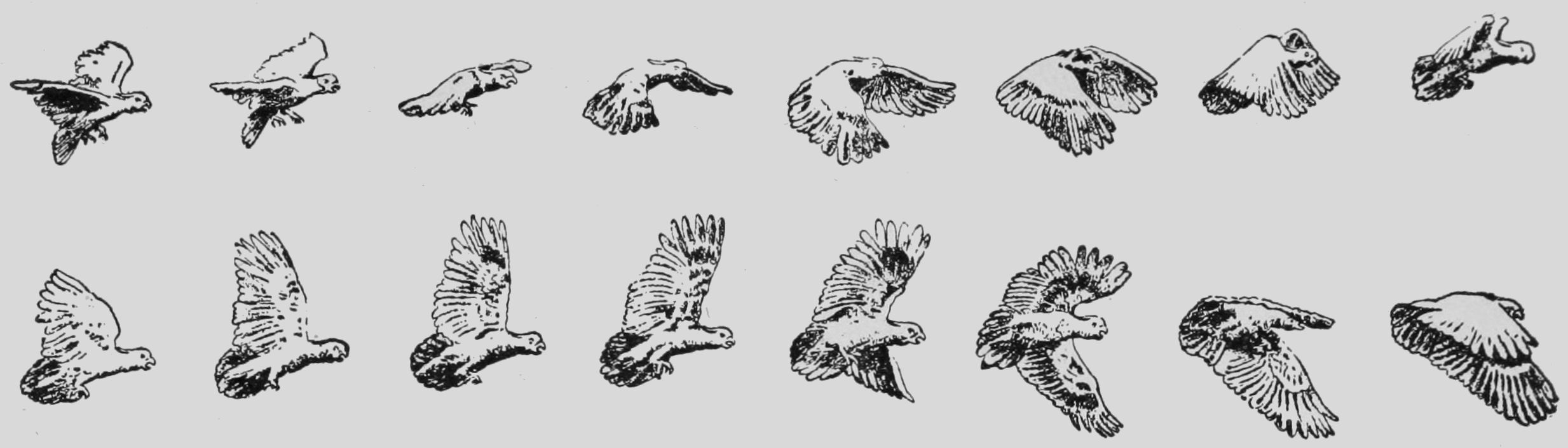 Bird flying