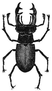 Stag-beetle