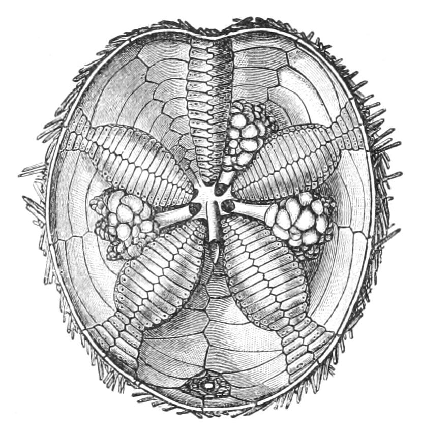 fig246