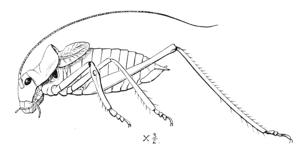 fig101