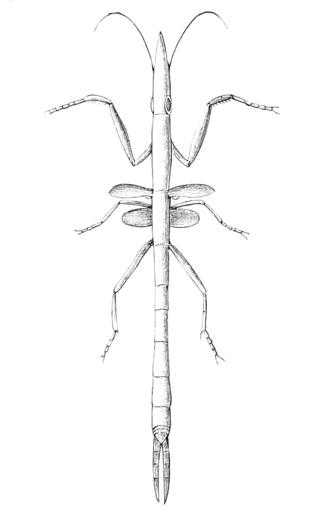 fig142