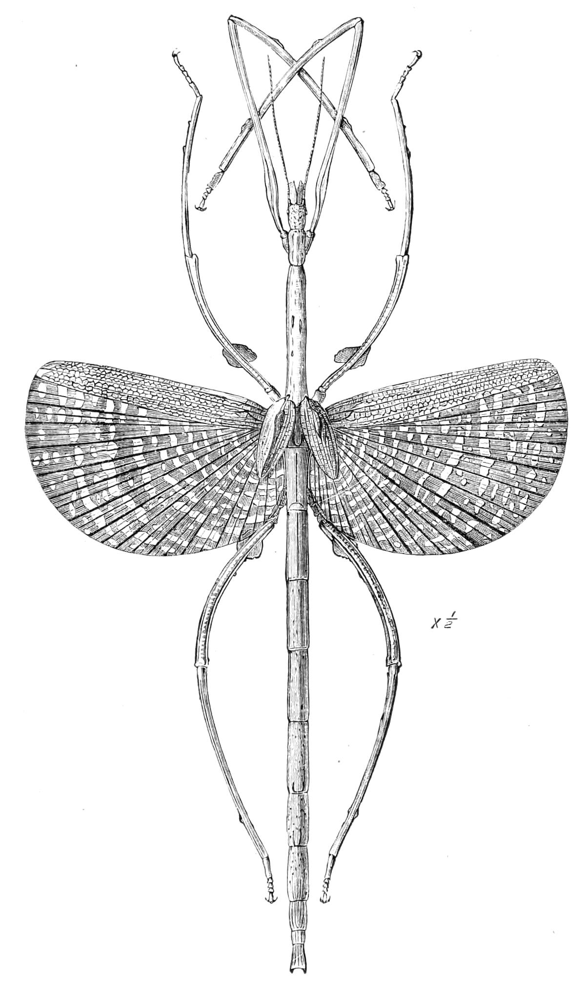 fig162