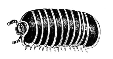 fig19