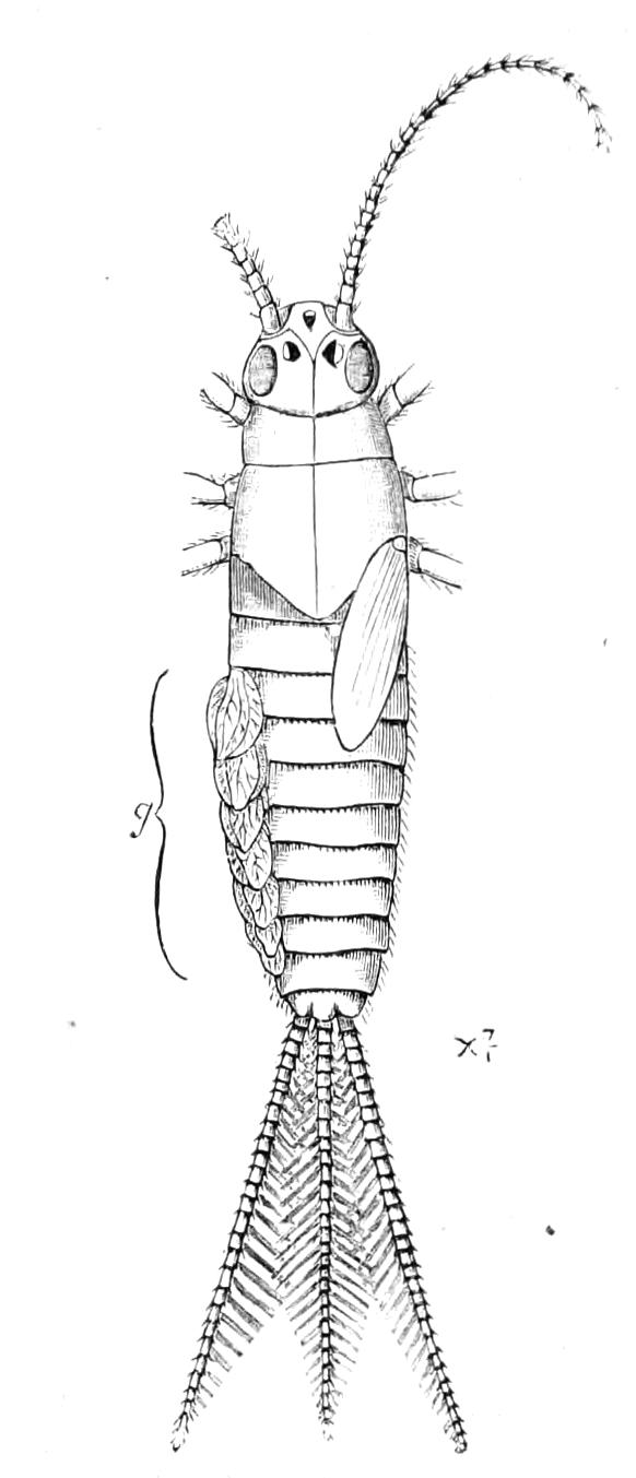 fig276