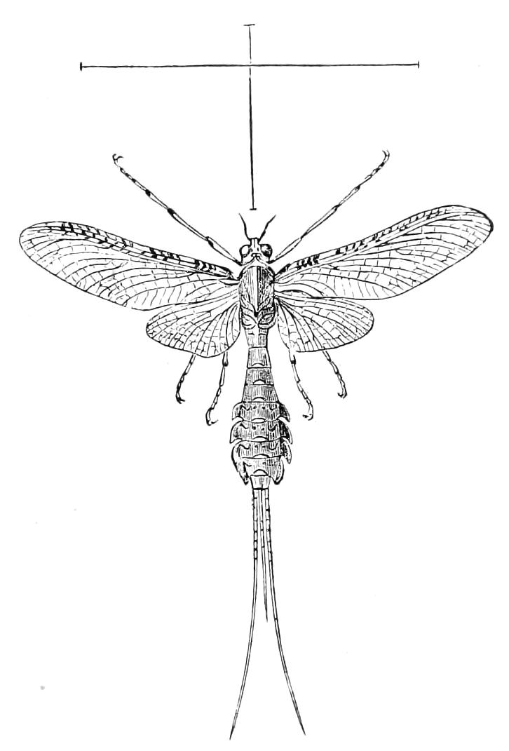 fig284