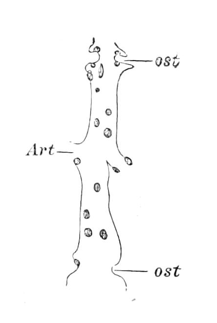 fig29