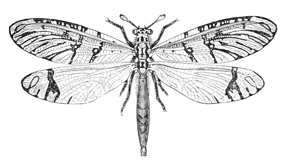 fig299