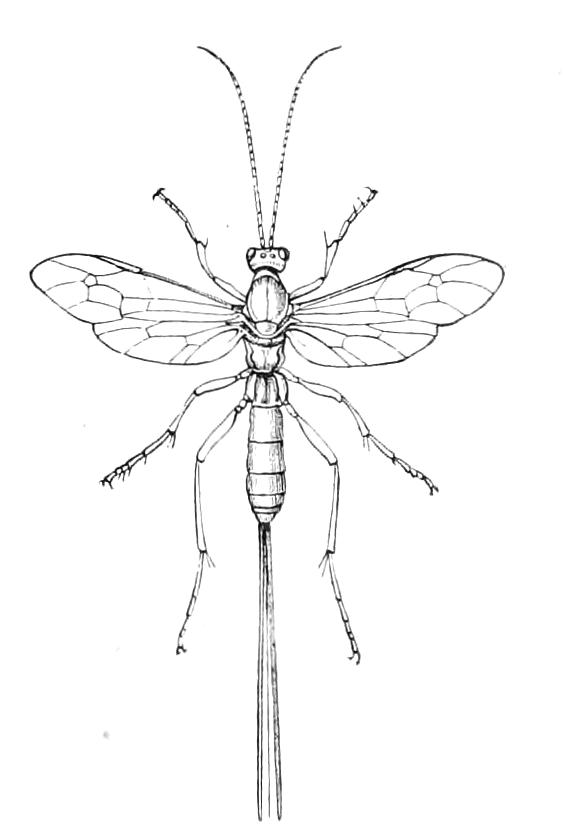 fig360