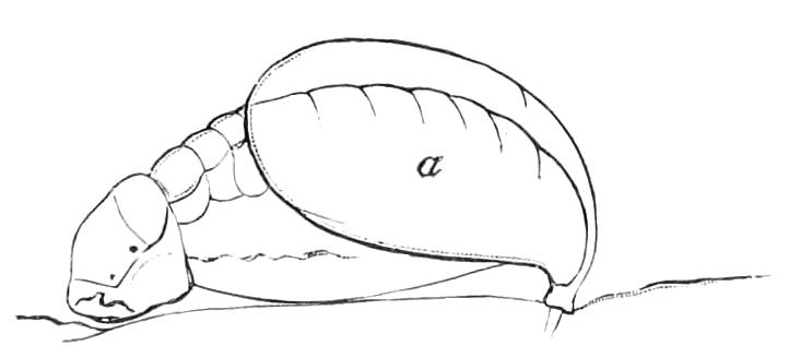 fig363