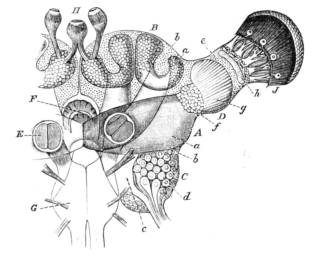 fig65