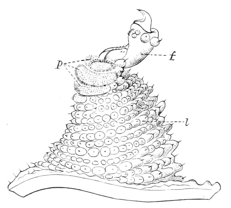 fig7