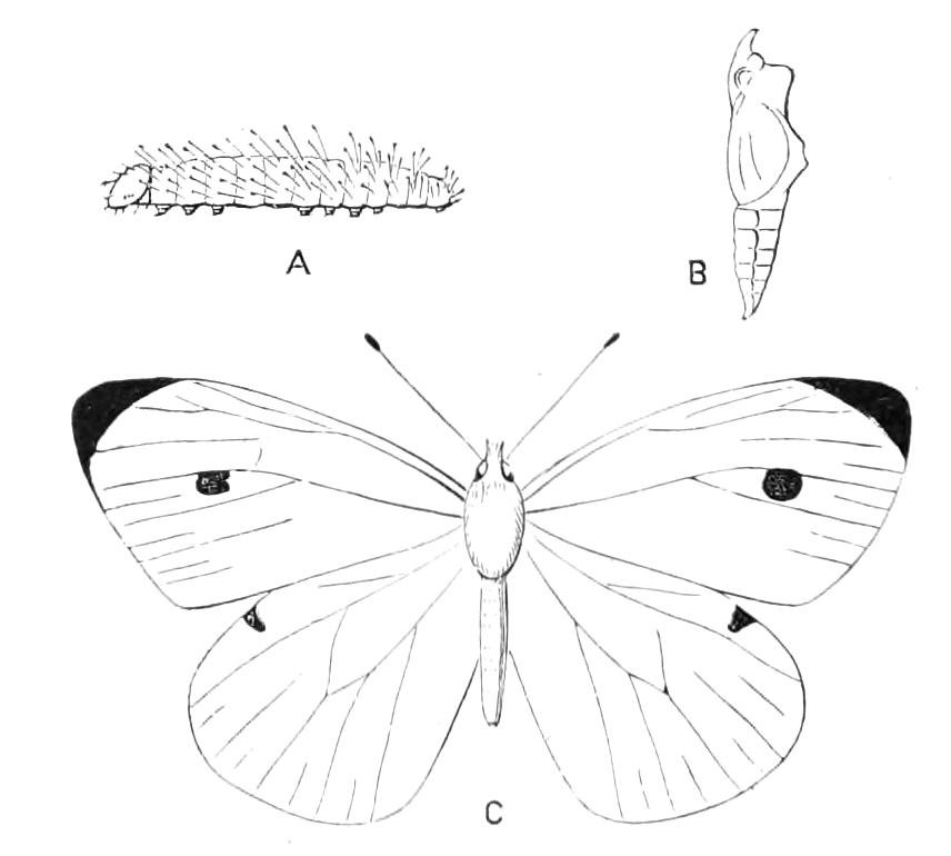 fig85
