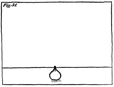 Figure 31: A bulb planted.