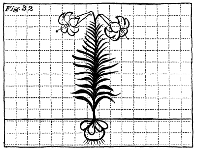 Figure 32: Fully-grown lily.