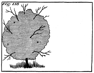 Figure 118: An apple tree, with a lot of greenery and few fruit.