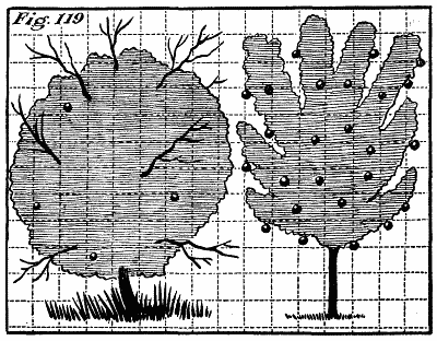 Figure 119: Another apple tree beside the first, well-trimmed and with many fruit.