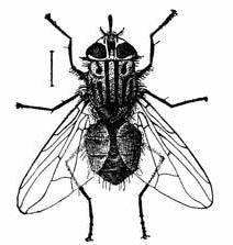 Fig. 1.--The stable fly. Much enlarged.