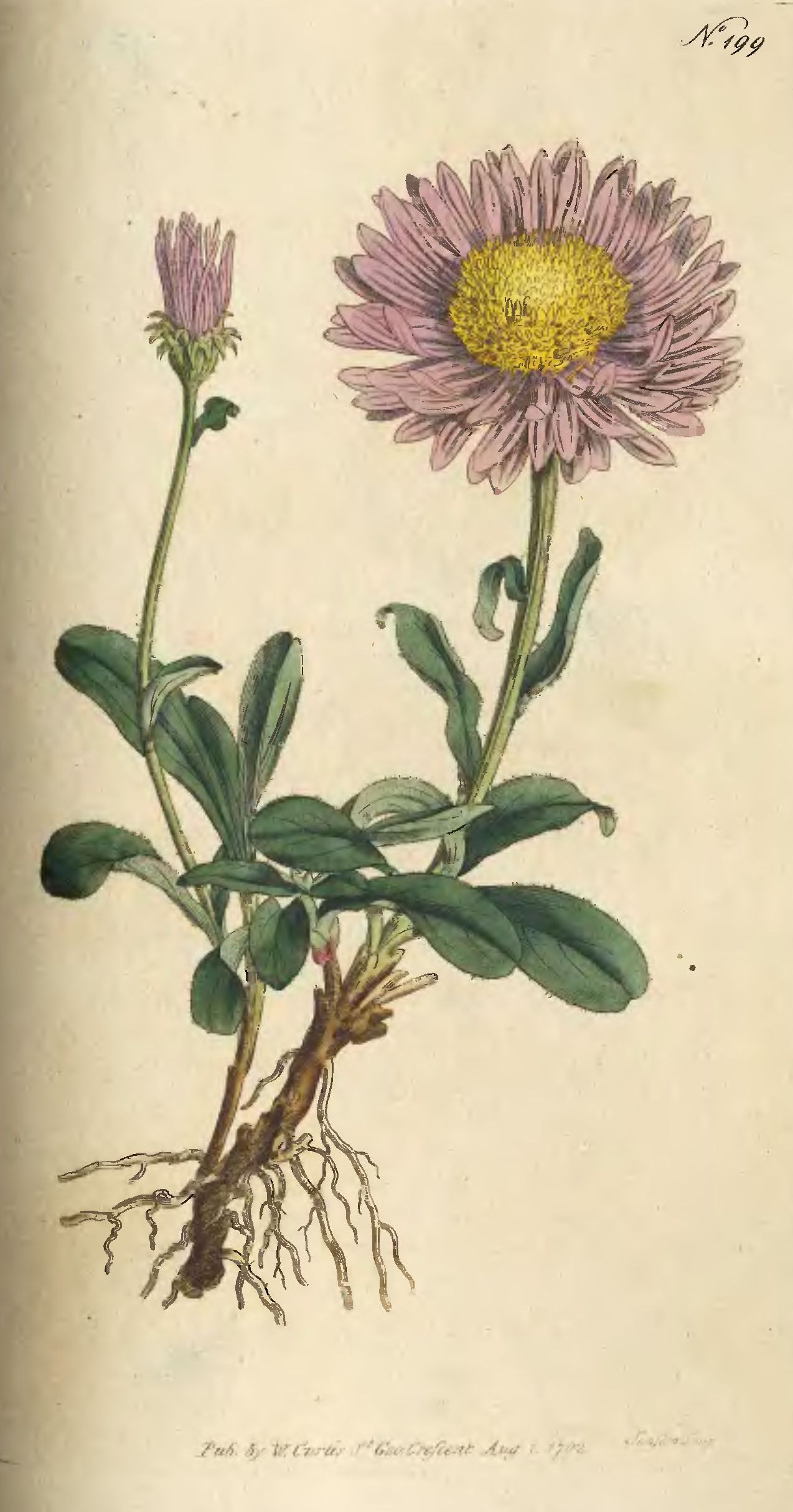 Botanical Aster Flower