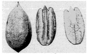 Fig. 3. Curtis Pecan.