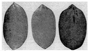 Fig. 9 Russell. Franklin. Kincaid.