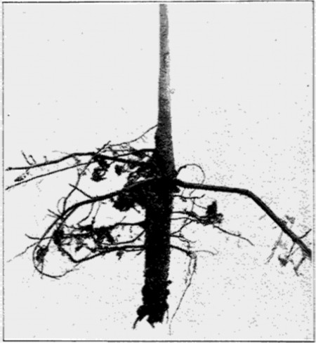 Fig. 26. Pecan Tree grown on quicksand. Note the
taproot.