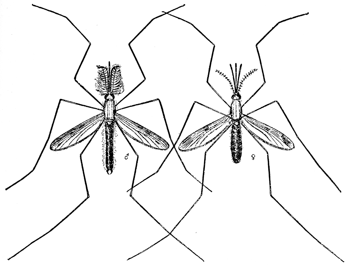 Комар самец. Малярийный комар самец. Малярийный комар самка и самец. Самка комара Anopheles. Малярийный комар женская особь.