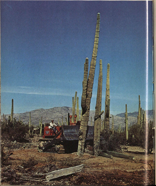 Saguaro cactus being uprooted.