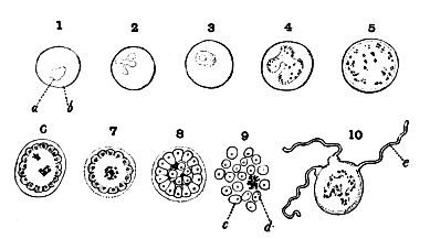 FIG. 1.—THE PARASITE OF TERTIAN FEVER, HÆMAMŒBA VIVAX
(ROSS). HIGHLY MAGNIFIED.

Nos. 1, 2, 3, 4, show the growth and the changing shape of the
parasite within the blood-corpuscle; Nos. 3, 4, etc., show the
aggregation of the pigment, melanin, in the parasite; No. 5 is a
sporocyte, which in Nos. 6, 7, and 8, shows the several stages of
sporulation; No. 9 shows the spores derived from a single
sporocyte, escaped from the blood-corpuscle and free in the
blood-plasm, ready to infect new corpuscles; No. 10 is a male
gametocyte, removed from the body of man, and either in the stomach
of Anopheles or on a microscope-slide, forming there flagella or
spermatozoa, a, Parasite; b, red blood-corpuscle; c, spore;
d, granules of pigment, melanin; e, flagellum or spermatozoön.
(From Thayer.)
