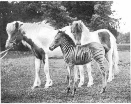 TUNDRA (AN ICELAND PONY), HER FOAL, CIRCUS GIRL (BORN
1898), AND HER HYBRID-FOAL, SIR JOHN (BY MATOPO), WHEN A MONTH OLD (BORN
1899).
To face page 86.