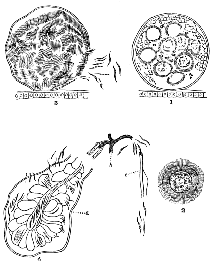 FIG. 3.—FORMATION OF THE BLASTS OF HÆMOMENAS PRÆCOX (ROSS) WITHIN
THE BODY OF THE MOSQUITO ANOPHELES. MAGNIFIED 2,000 TIMES. AFTER
ROSS AND FIELDING-OULD.

No. 1, The full-grown zygote dividing up into meres; No. 2, an
isolated mere which has developed its filiform bodies or blasts;
No. 3, the zygote crammed with blasts is bursting; No. 4, the
blasts are making their way into the salivary gland of the mosquito
a, through it into the œsophagus b, and finally into the
proboscis c.

To face page 144.