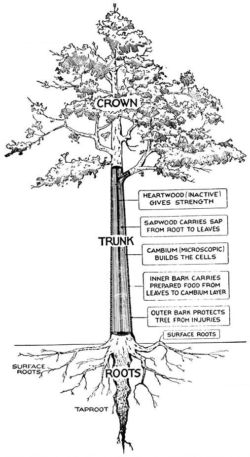 HOW A TREE GROWS