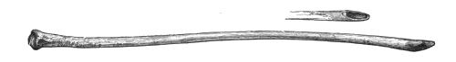 Fig. 224.—Bone Implement from Broch of Burrian (5½ inches in length).