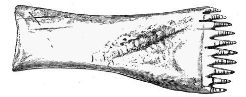 Fig. 237.—Long-handled Comb from the Broch of Burrian, Orkney (4¾ inches in length).
