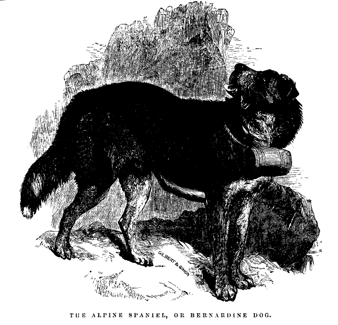 Alpine Spaniel or Bernardine Dog