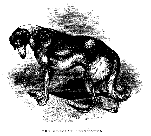 The Grecian Greyhound