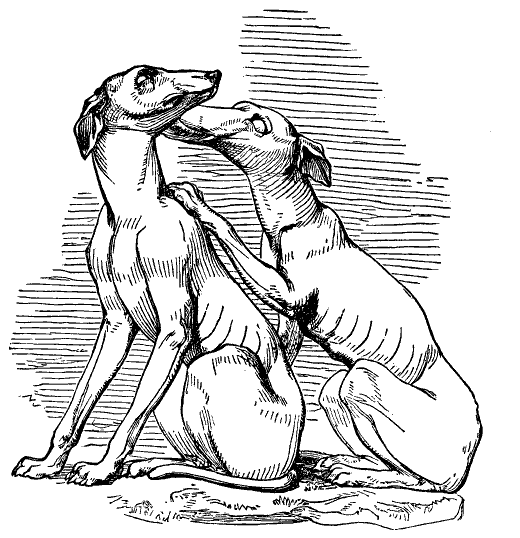 Ancient sculpture of greyhounds