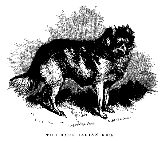 The Hare Indian Dog