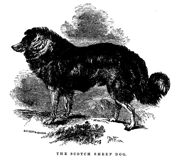 The Scotch Sheep-Dog