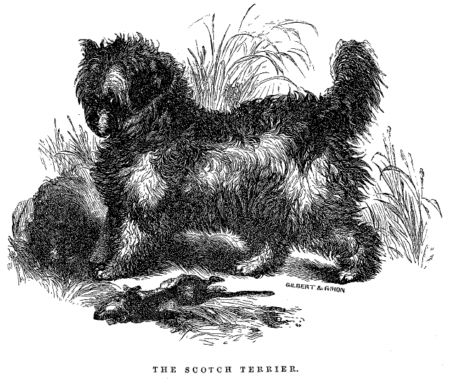 The Scotch Terrier