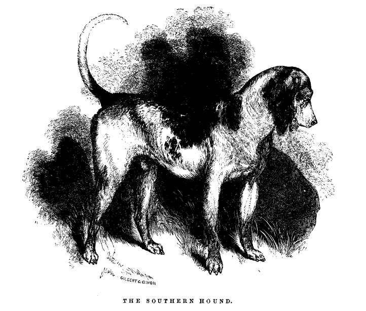 The Southern Hound