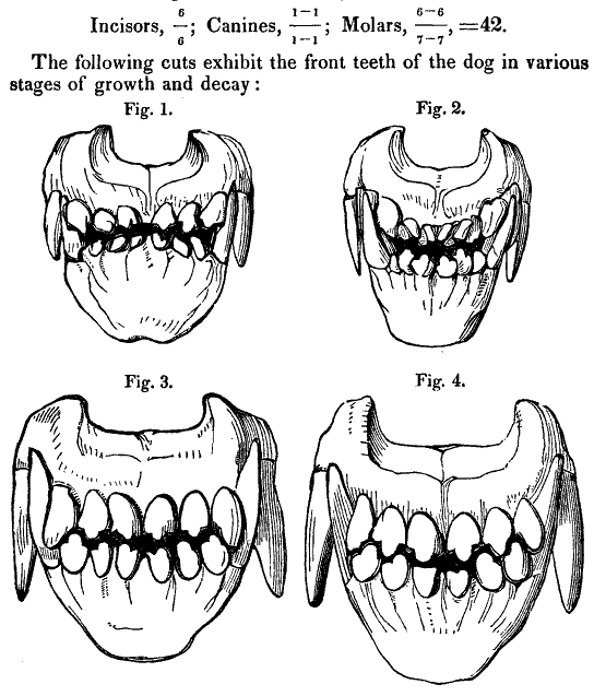 canine teeth in various stages
